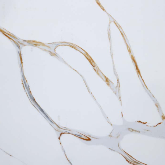 Đá thạch anh Calacatta Olympus